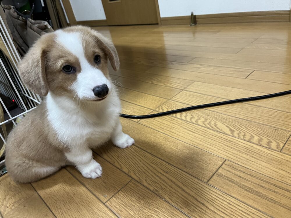 コーギー子犬