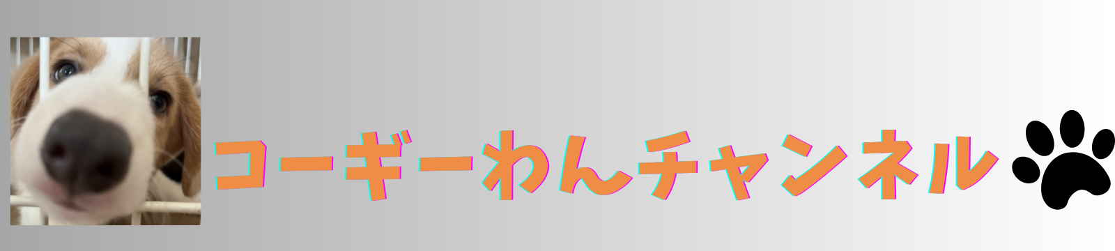 コーギーわんチャンネル