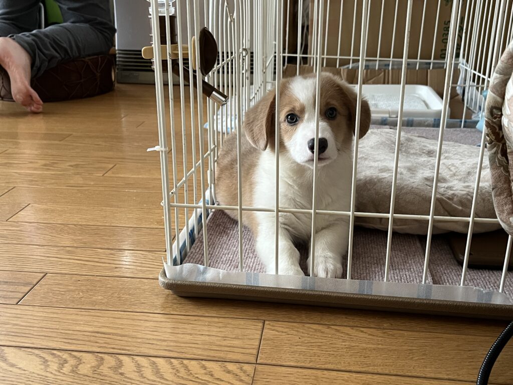 コーギー子犬