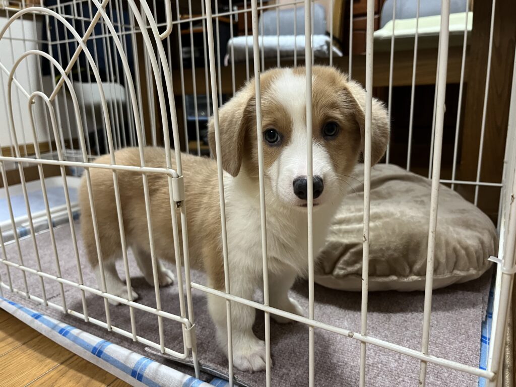 ケージにいるコーギー子犬