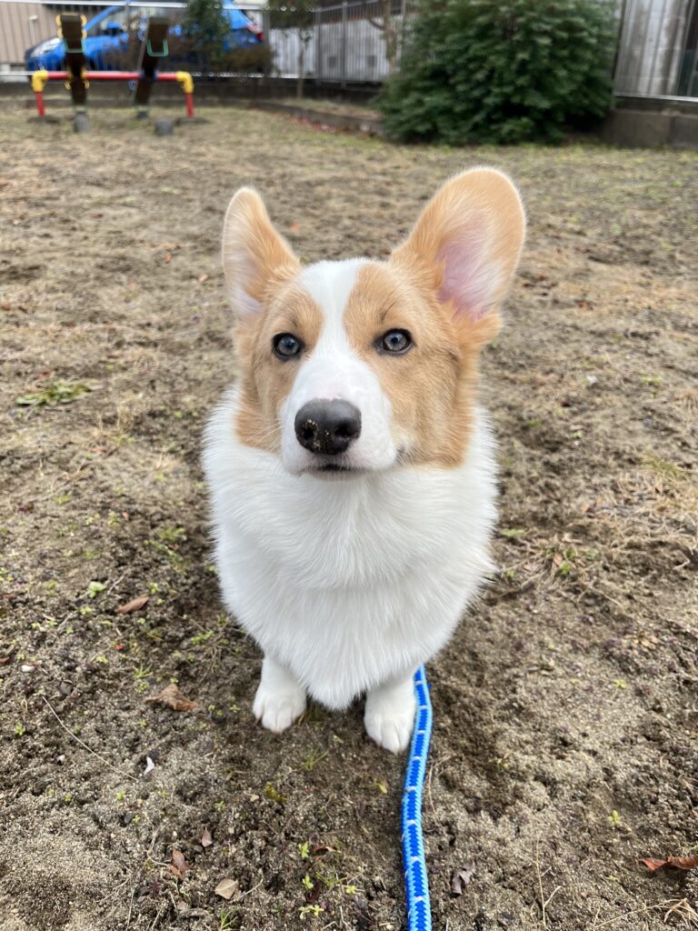 コーギー公園で遊ぶ