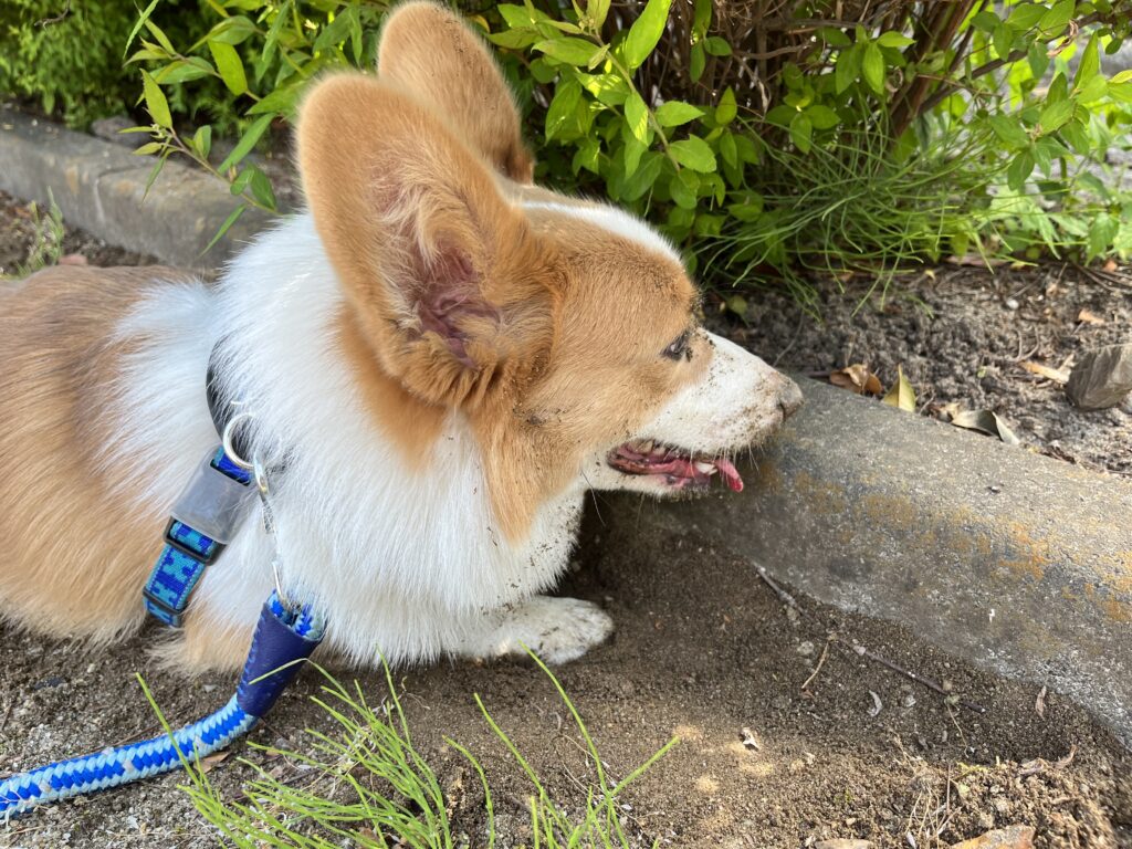 公園で穴掘りをするコーギー