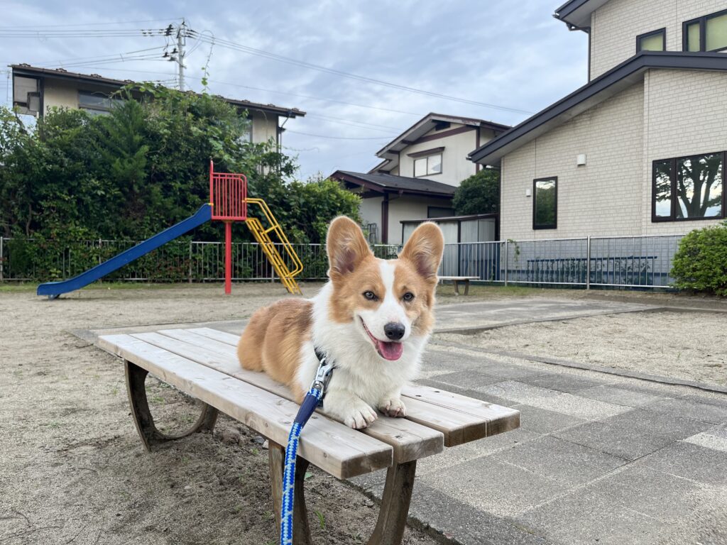 公園で休むコーギー