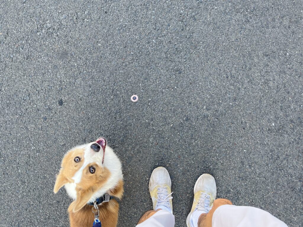 コーギー横につく