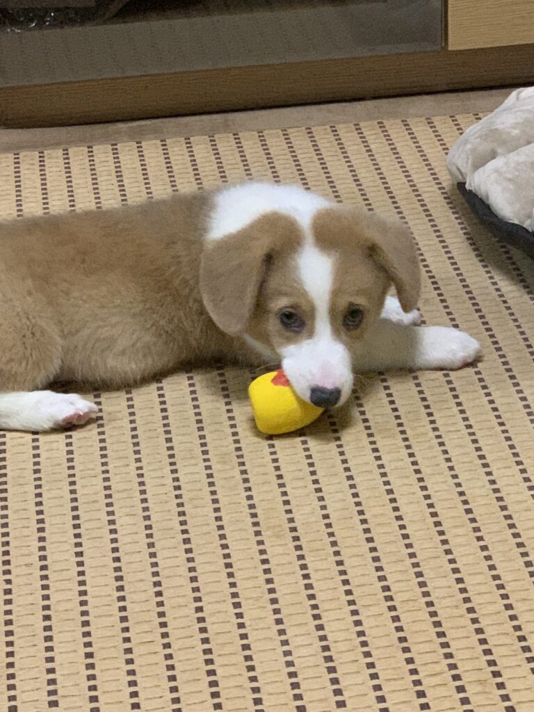 おもちゃで遊ぶ子犬コーギー