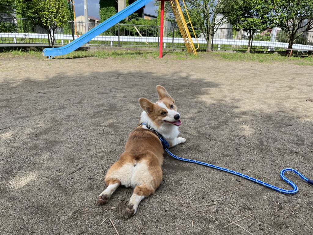 公園で休むコーギー