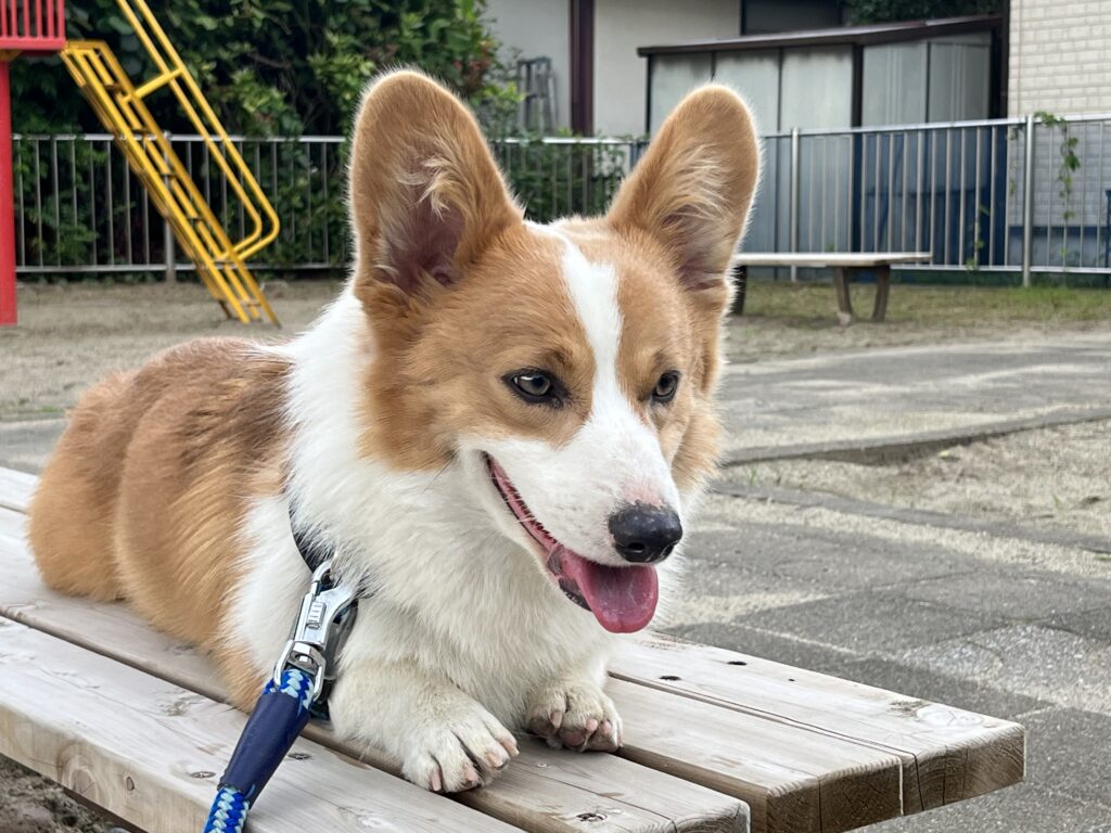 コーギー公園ベンチで休む