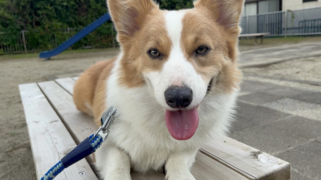 コーギー公園のベンチで休憩