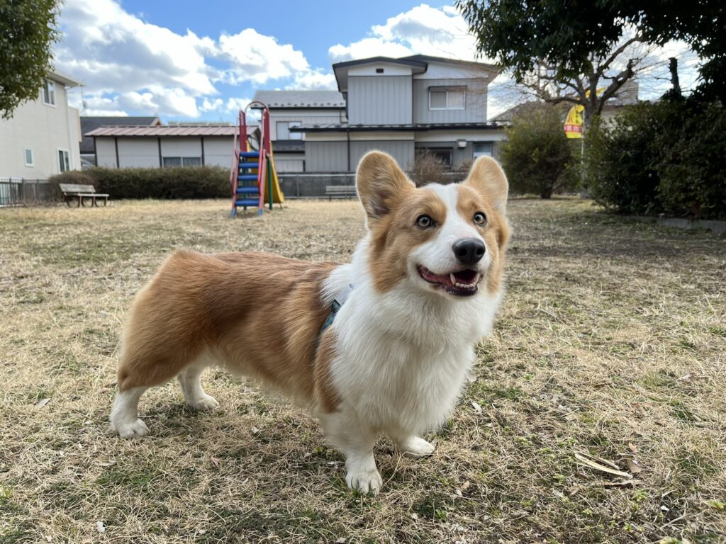 公園で遊ぶコーギー
