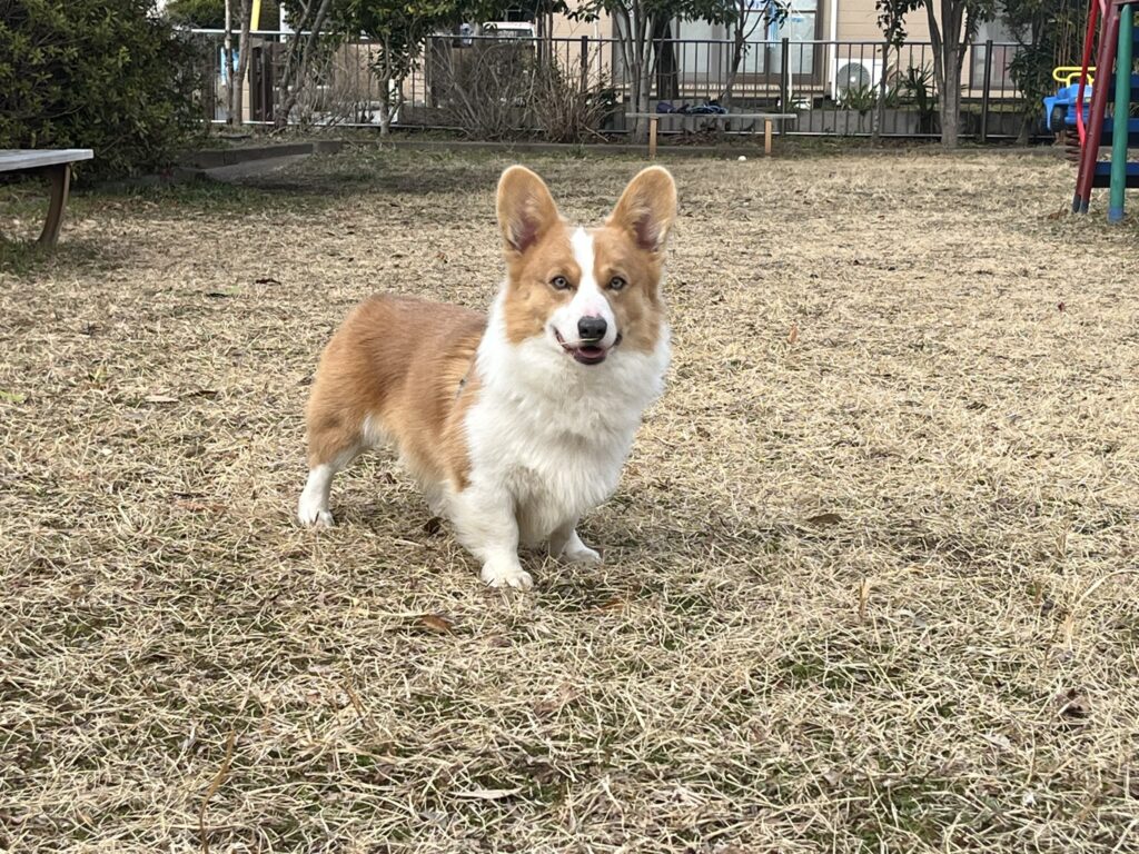 公園で遊ぶコーギー