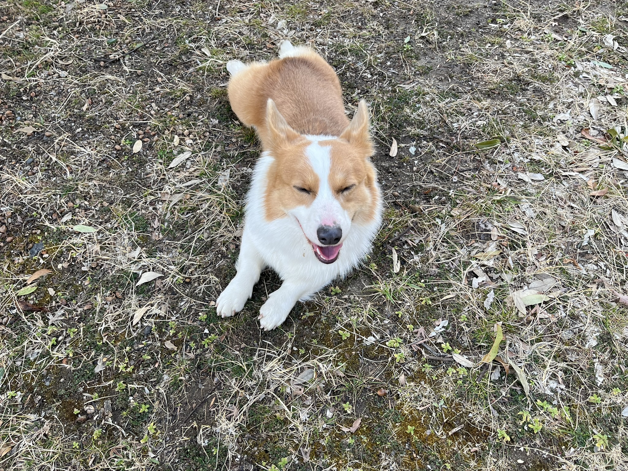 公園で休んでいるコーギー