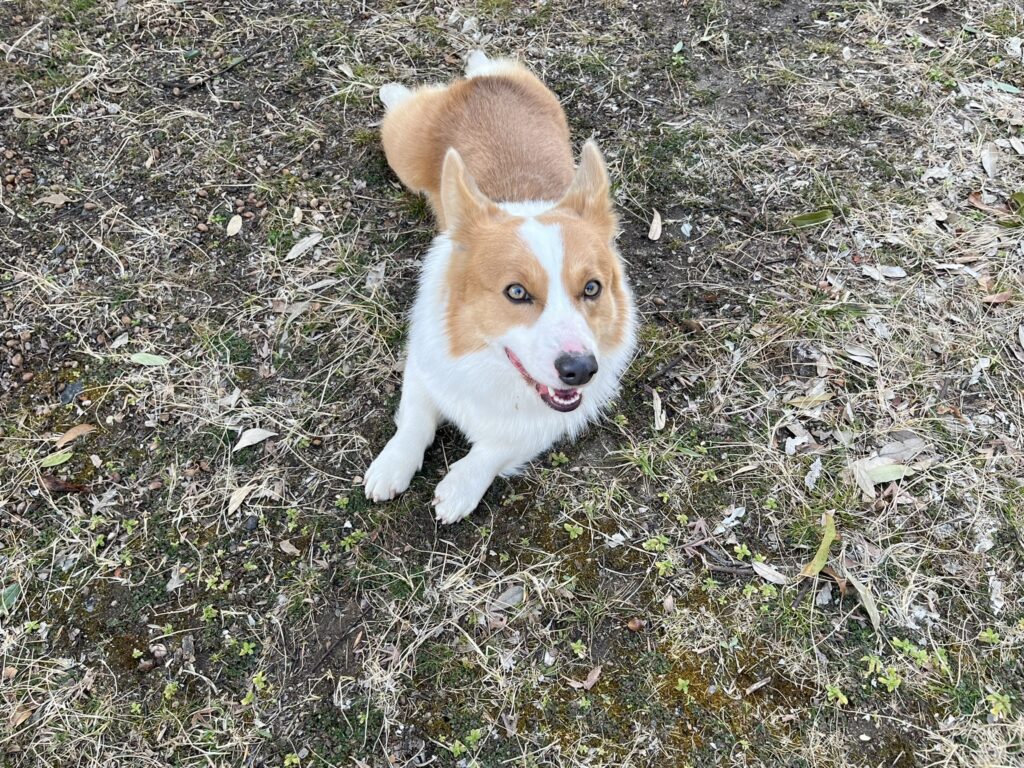 コーギー公園で休む