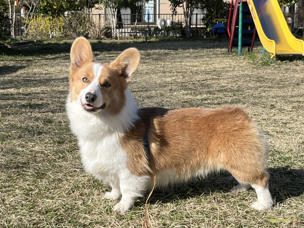 コーギー公園で遊ぶ